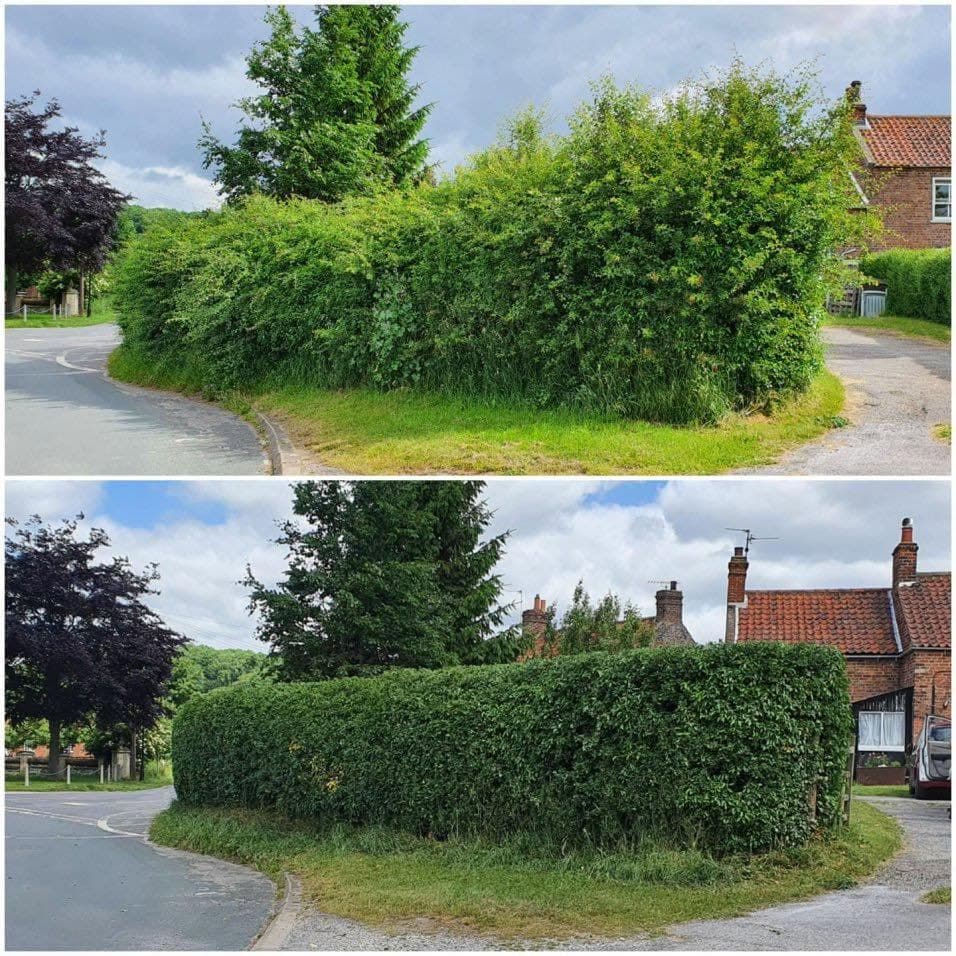 Before and after hedge trimming transformation in Greater Montreal