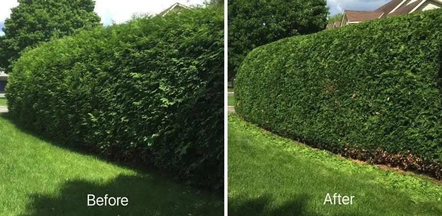 Before and after cedar hedge shaping for a West Island property